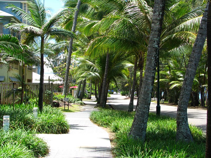 Palms along sidewalk in Palm Cove by tanetahi