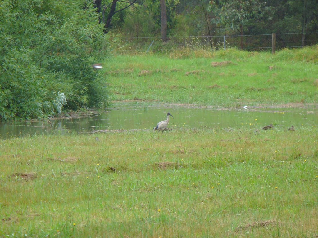 White Ibis, Dandenong Creek Trail by kbarnfather