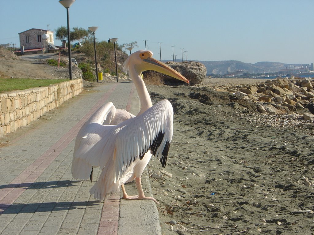 Amathus,beach front Pelicans. by L Johnson