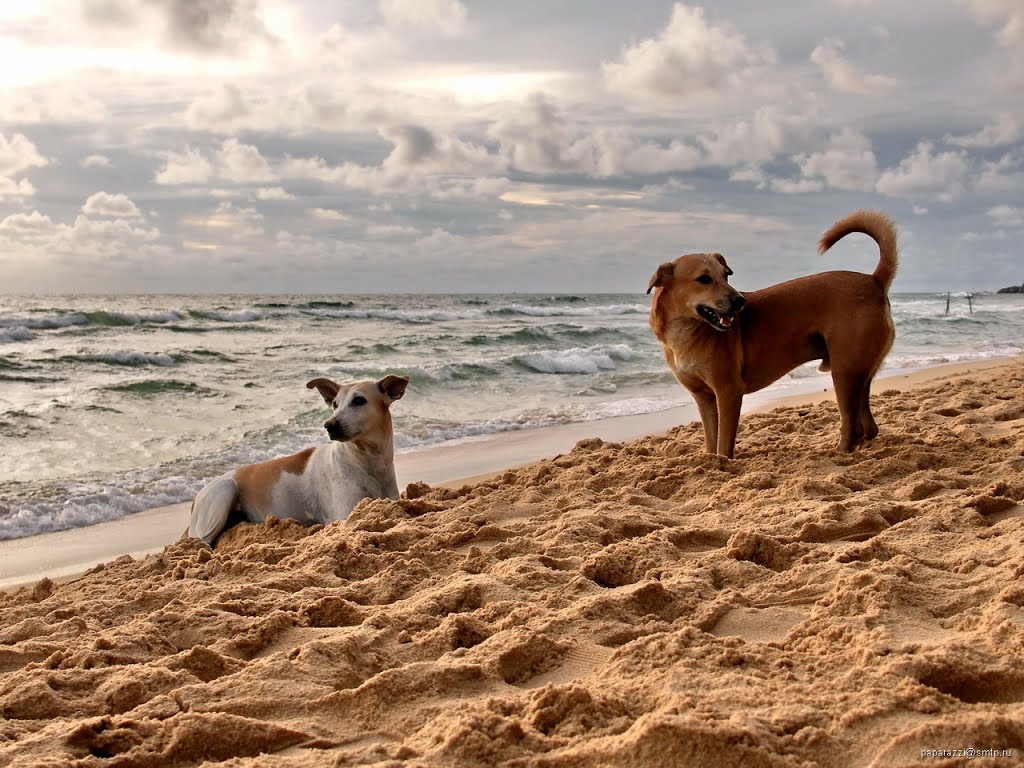 Keepers of the beach by paparazzistas