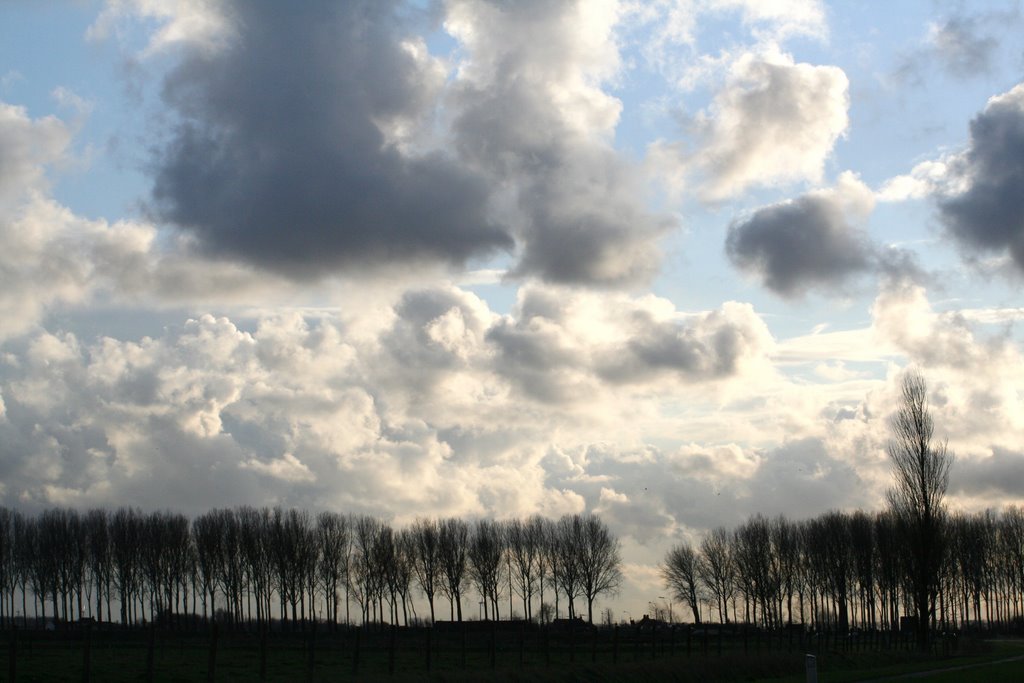 Arbres en hollande by Margueritat