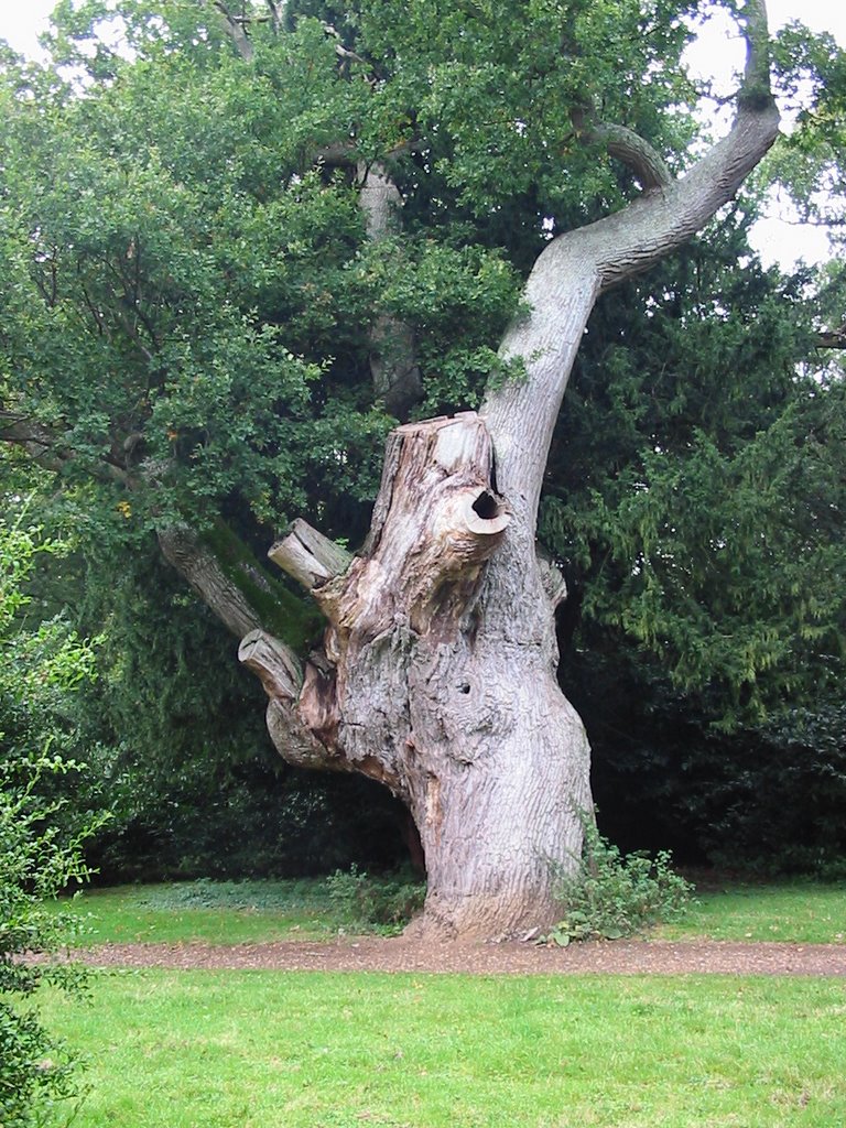 Ancient Oak by Eric Pode