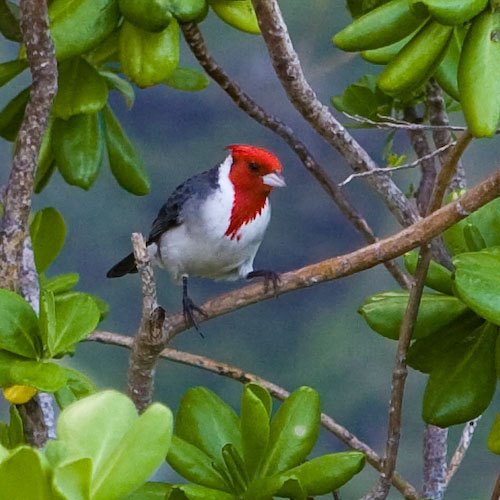 Red-Crested Cardinal at Kualoa Park by scenicplaces.com