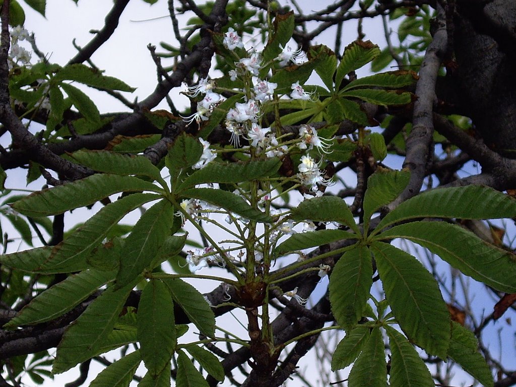 October. Second bloom. Chestnut horse. by Rumlin