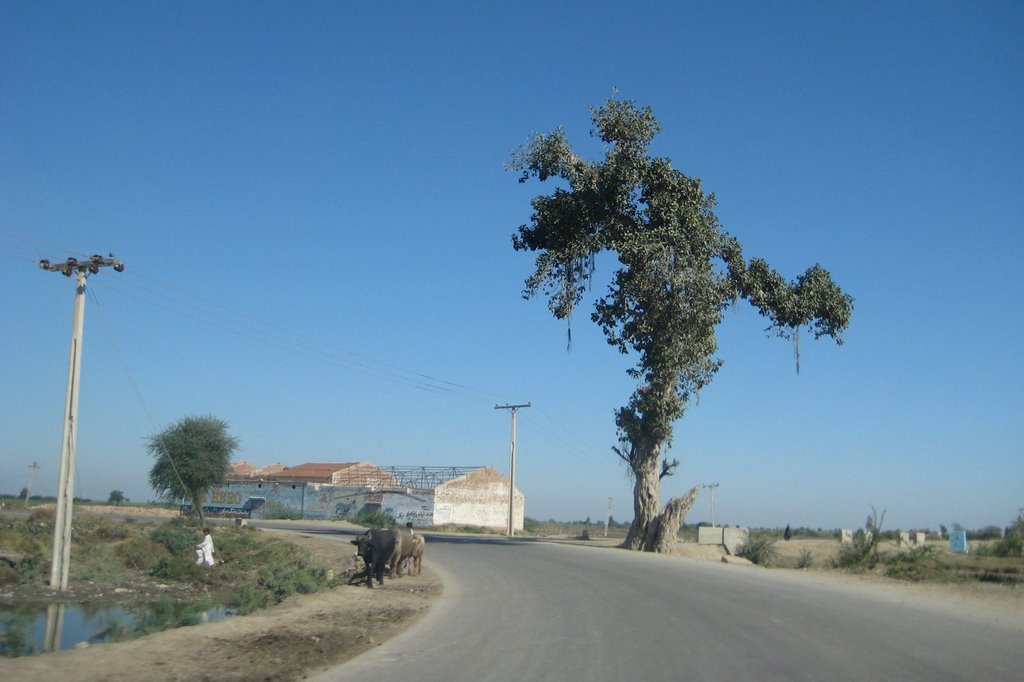 Old tree Mirpur purana by R^J^R