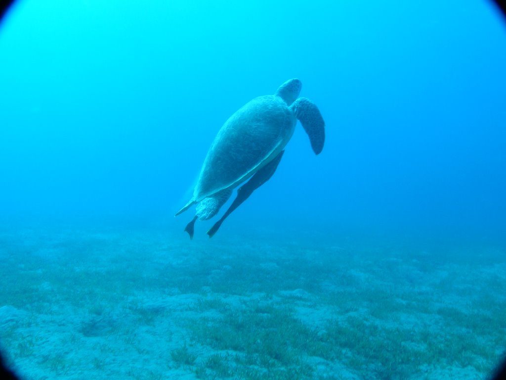 Grüneschildkröte in der Bucht by Franz Kus.