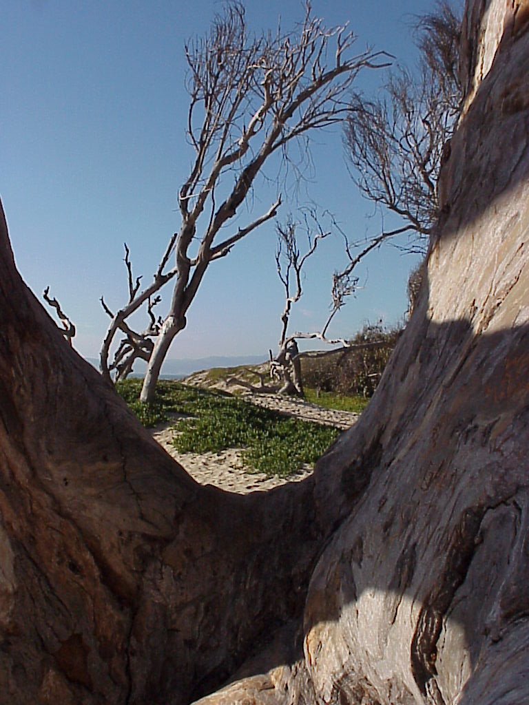 Tree Pismo Beach, Ca by Tiffany McCoy-Eckhardt