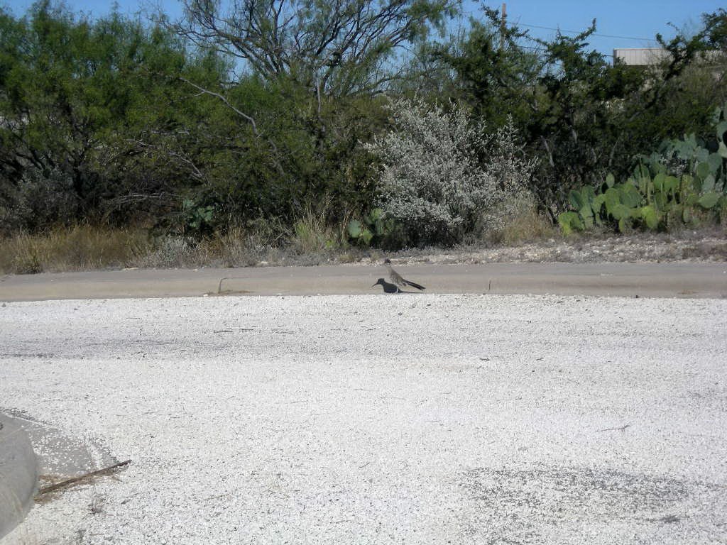 Roadrunner by eliot_garvin