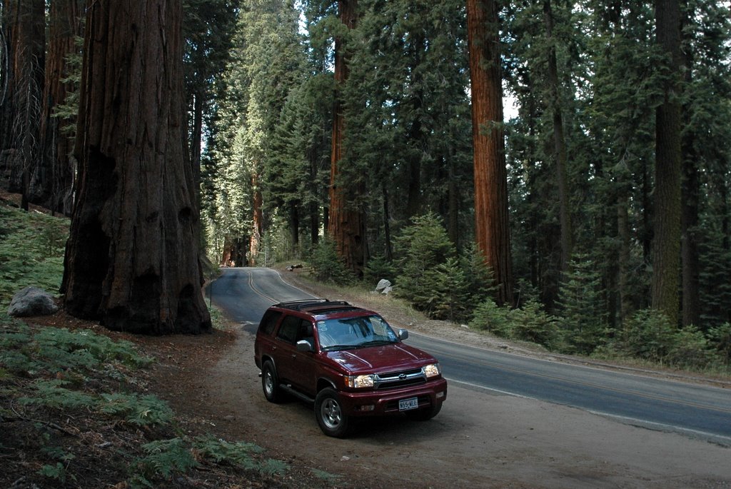 Red Woods by shawn moss