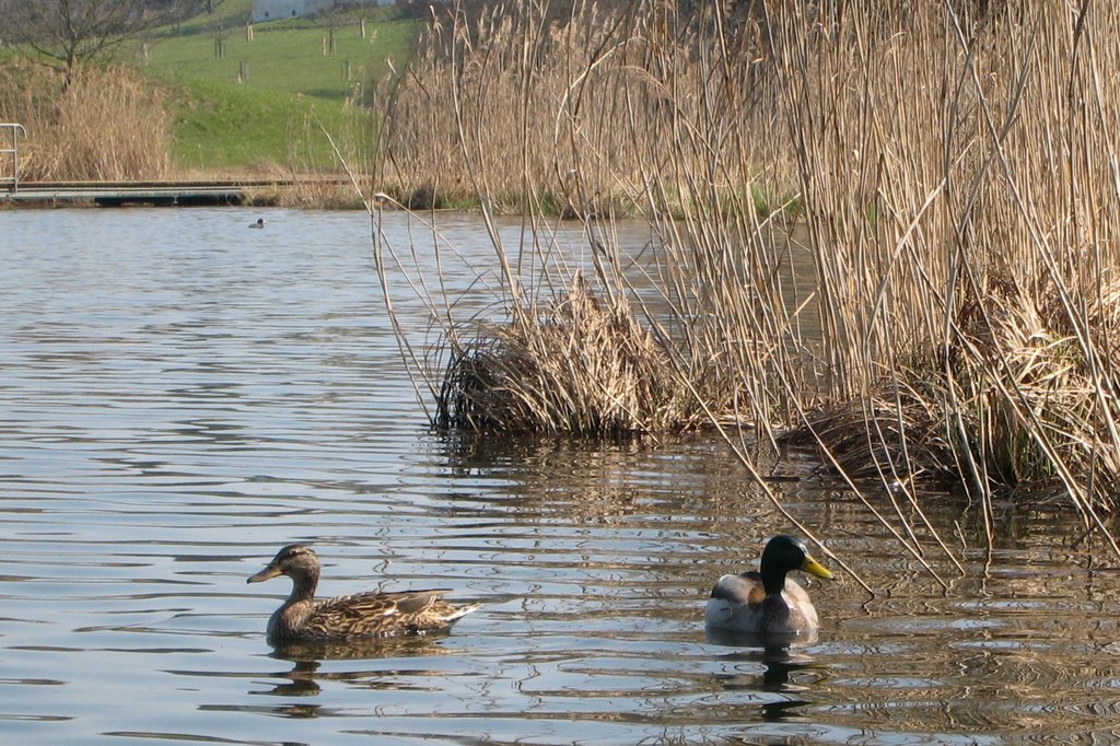 Enten bei der Badi Lützelsee by blaunarwal