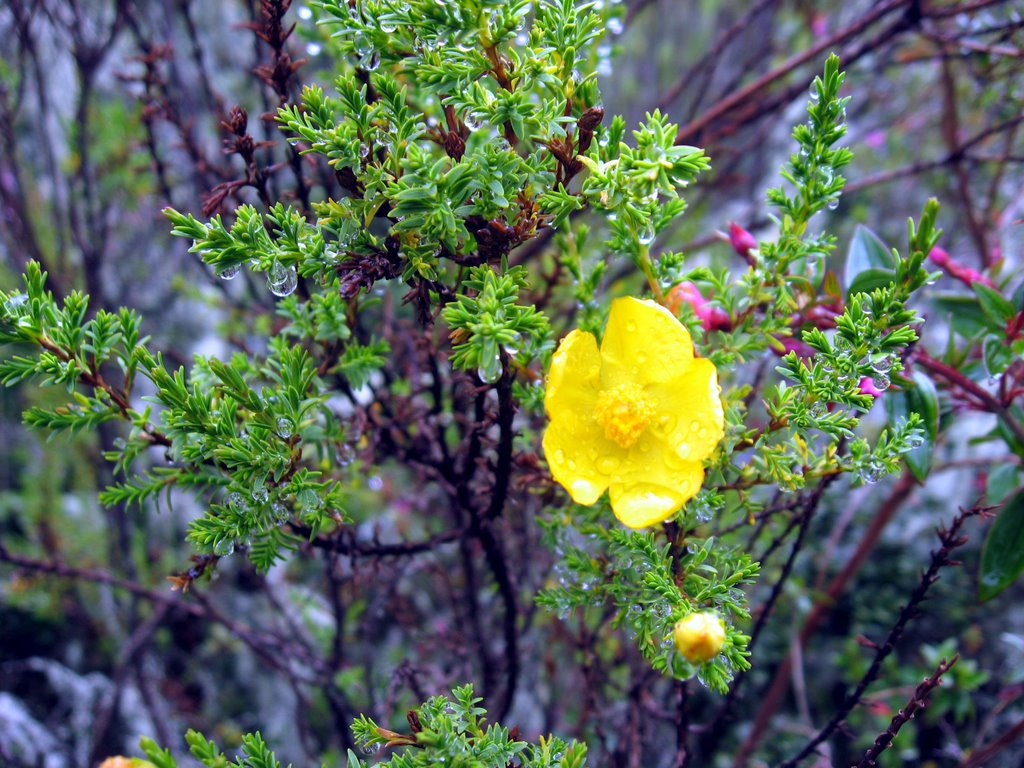 Una flor sin rocío morirá... by Silvano Pabón Villam…