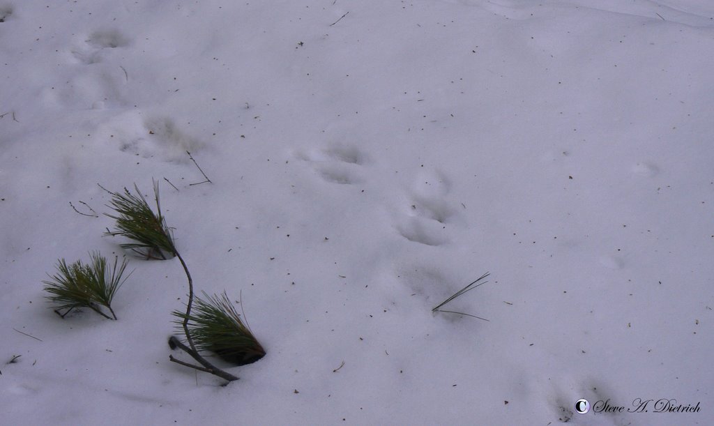 RB Winter State Park - Deer tracks in snow - Winter by Steve Dietrich