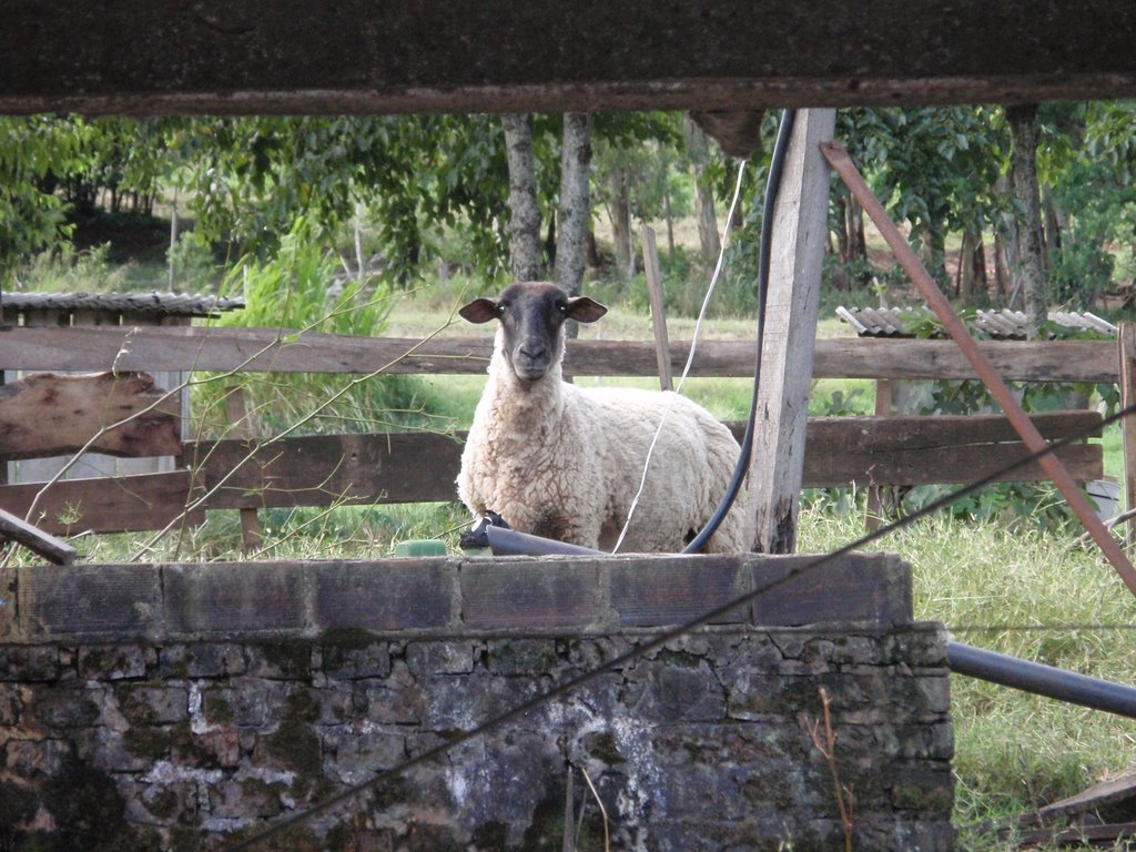 Granja Ortigara by rodolfoortigara