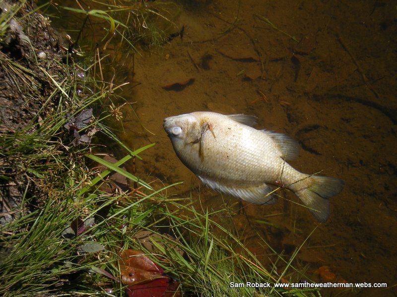 Dead Fish by Sam The Weather Man