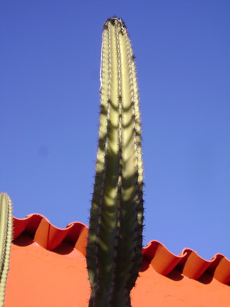 F.B.Cactus y muro colorado. by filippo bilotti