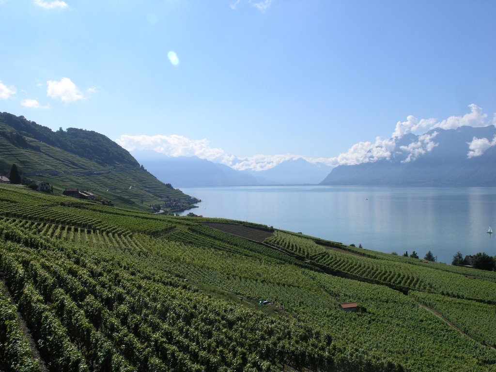 Vineyards, Lake Geneva by scottmais