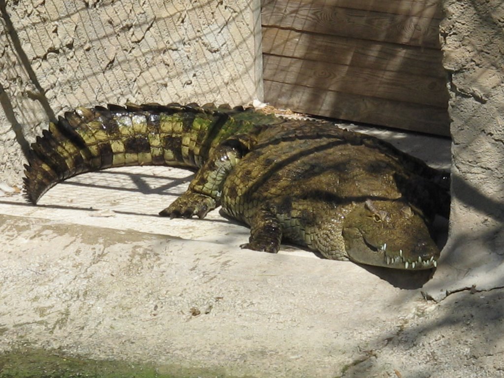 Cocodrilos park torremolinos by alextom