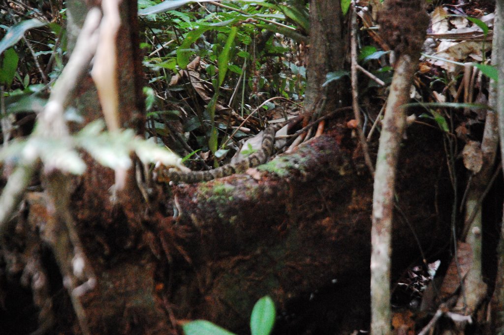 " cobra jaracuçu ,na trilha do salto dos macacos , morretes , pr , brasil " by edson rosa