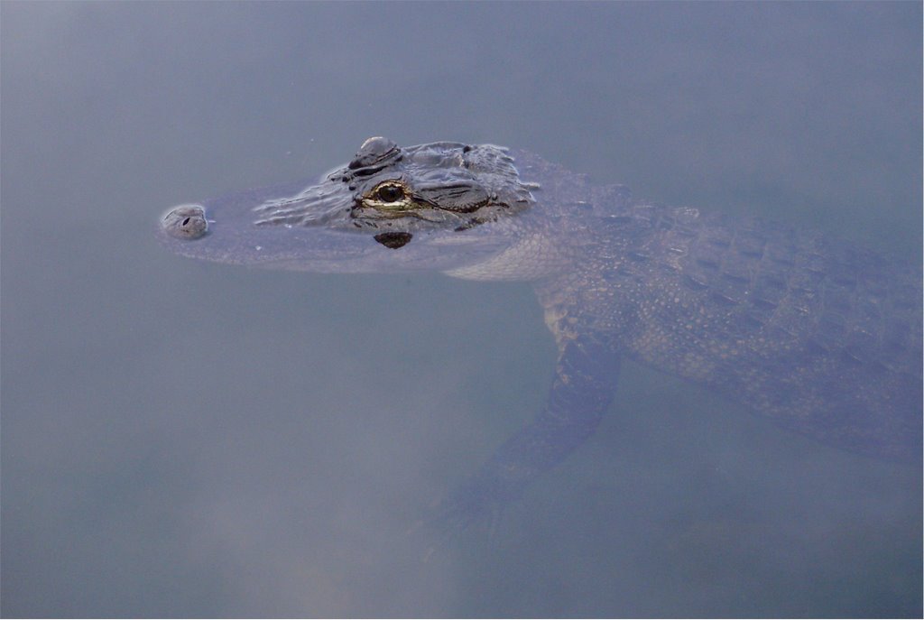 A small gator on The Big Pine Key by Jörgen N