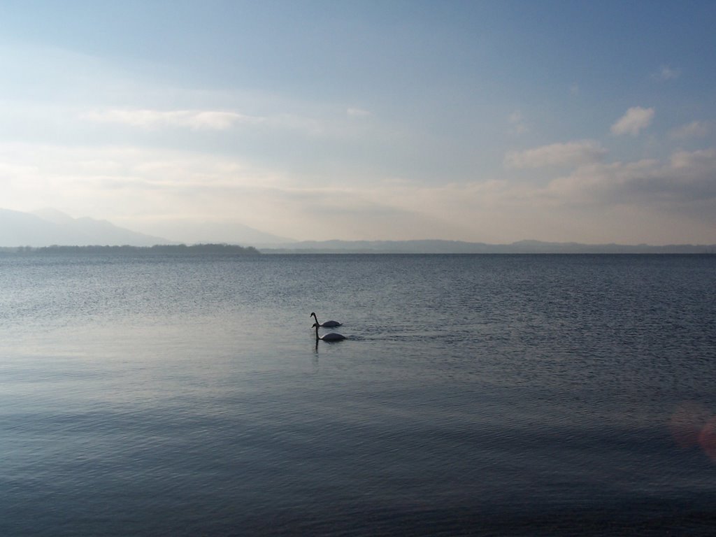 Schwäne am Chiemsee by Markus Gerauer