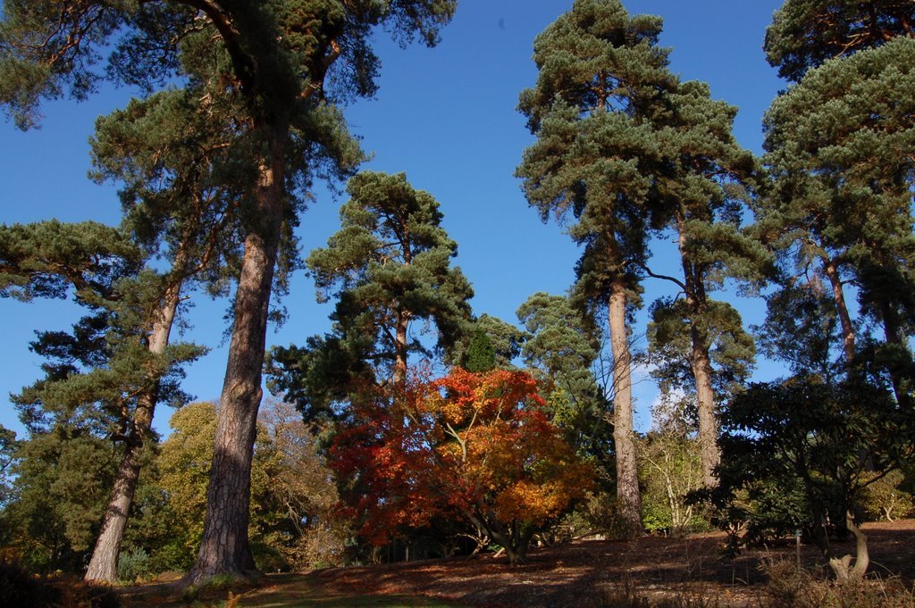 Virginia Water, UK by simonhughes82