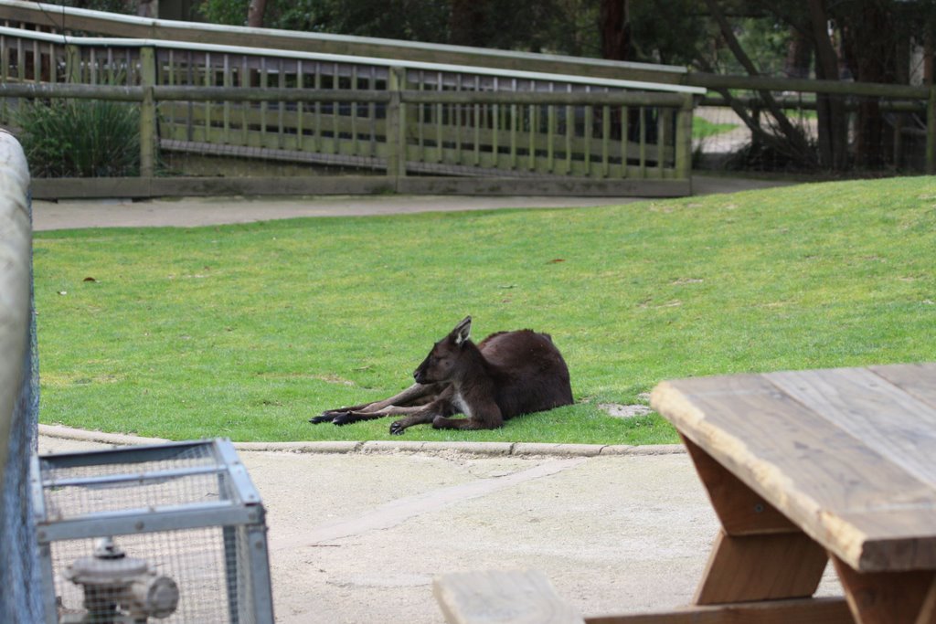 Ballarat - Wildlife Park - Cangaroo by Domenico Gamboni