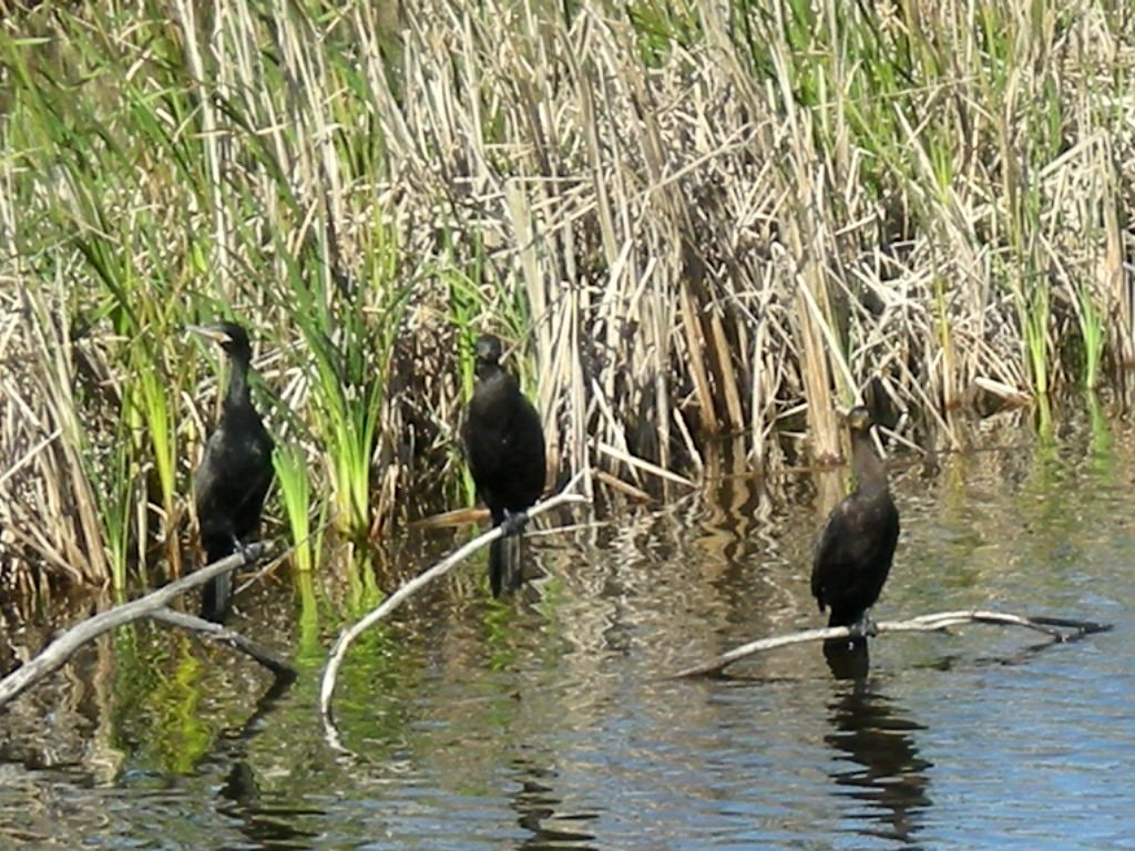 Coromorants-Anahuac NWR by eliot_garvin