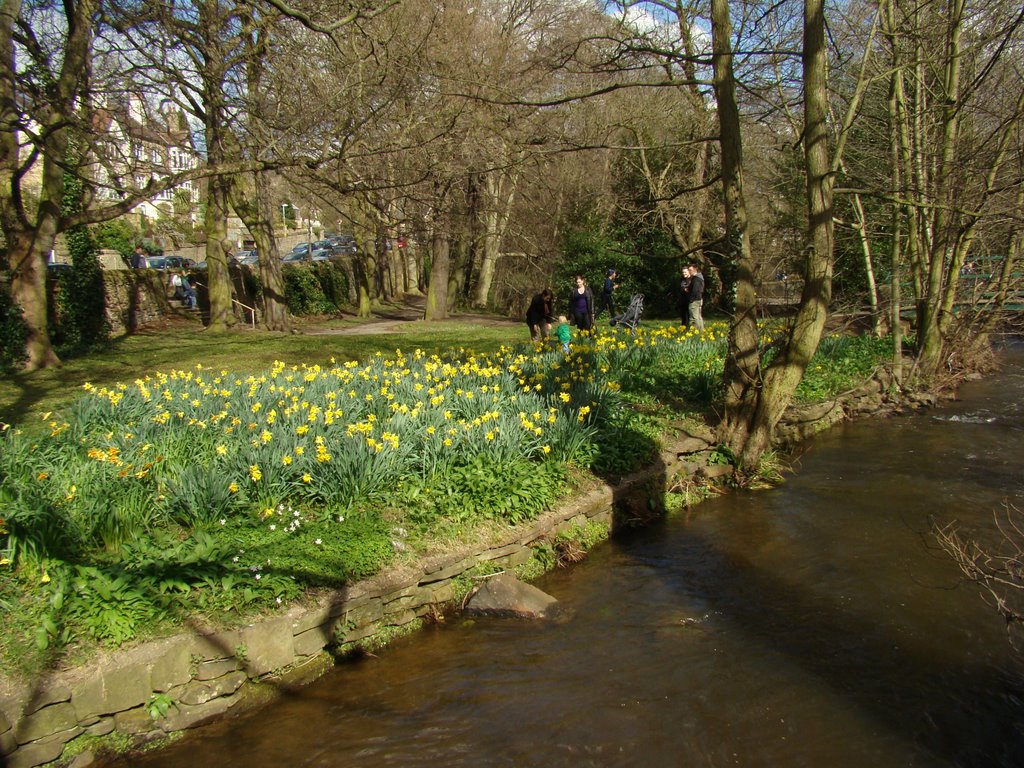 Riverside daffodils in Endcliffe Park, Sheffield S11 by sixxsix