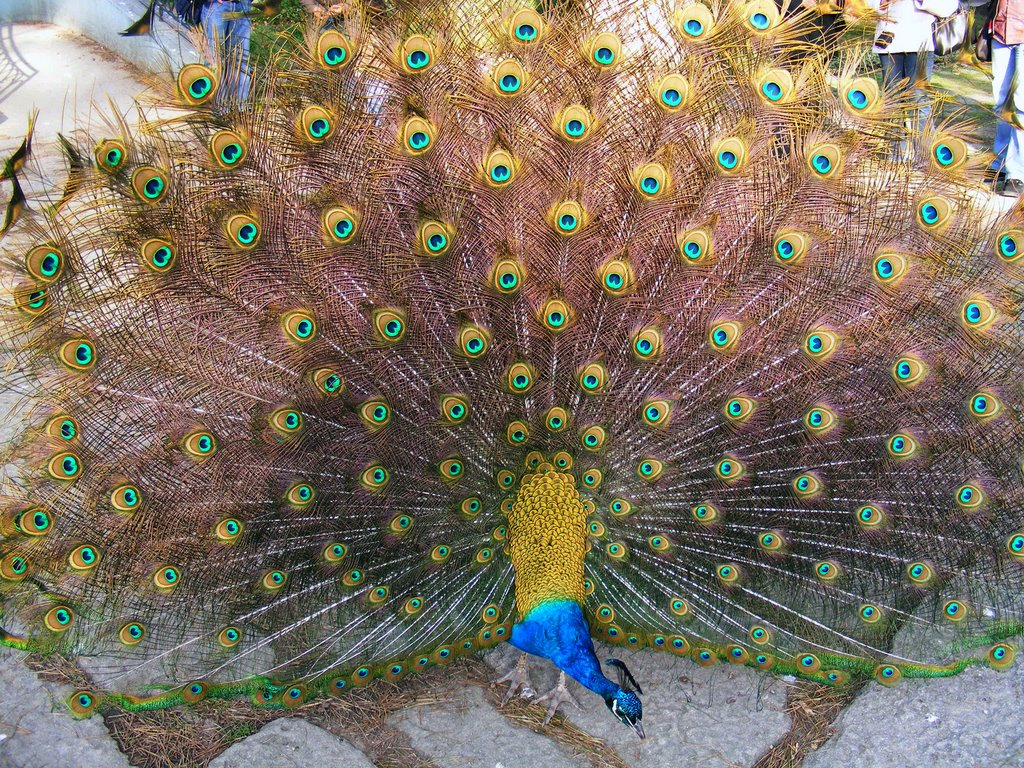 Pavão do palácio de cristal by Salette Marques