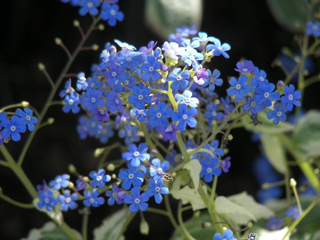 Forget - Me - Nots, Alnwick Garden, Northumberland, UK by monja76