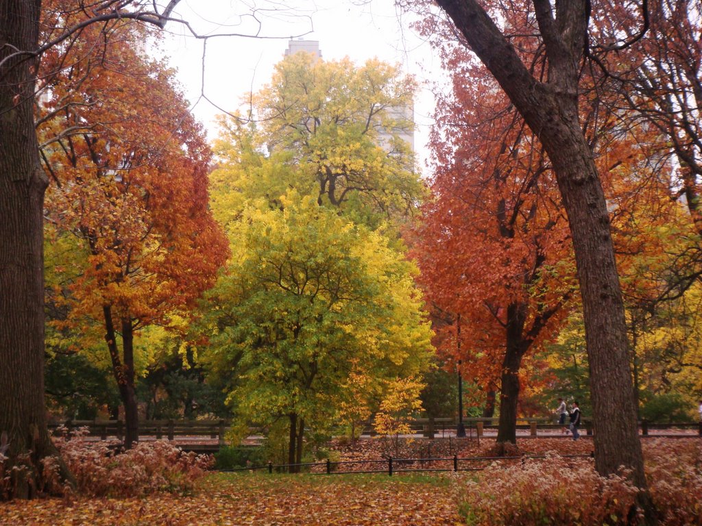 Colors of Autumn - Central Park by Claudia Villar