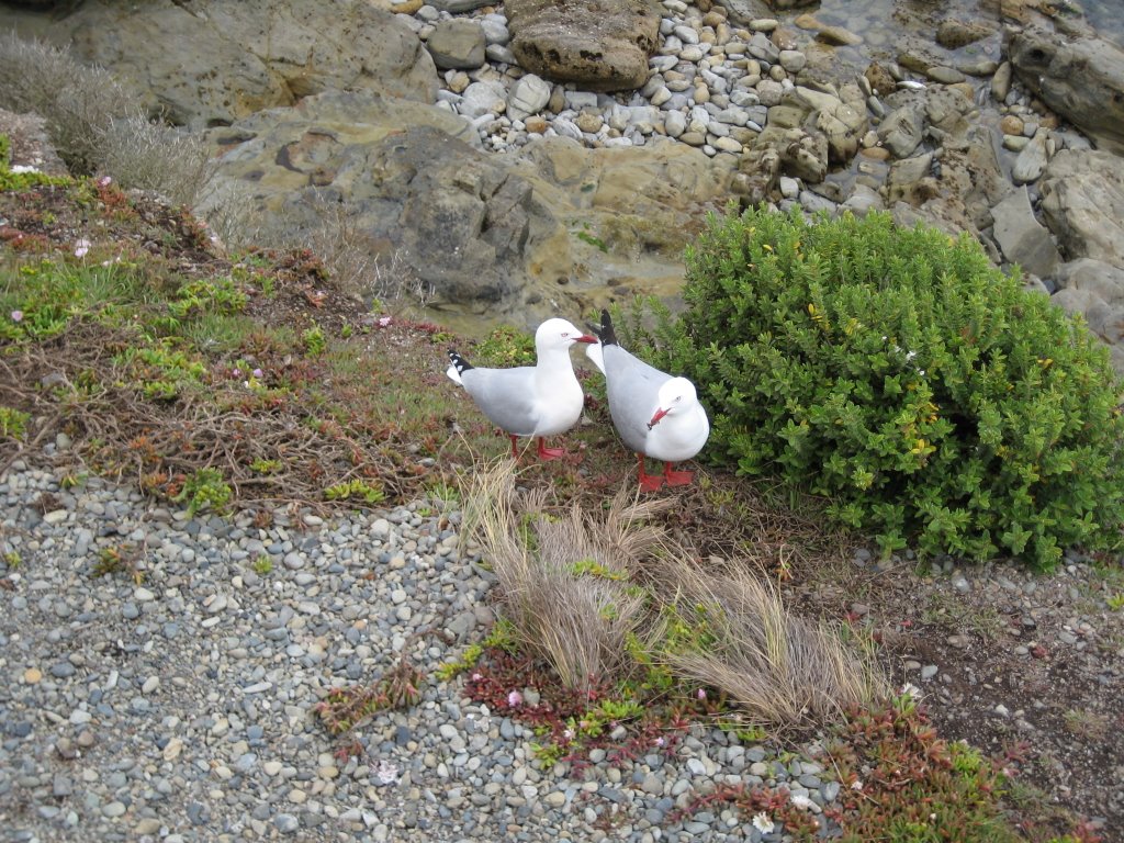 Shag Point - Red-billed gull by Phil-NZ