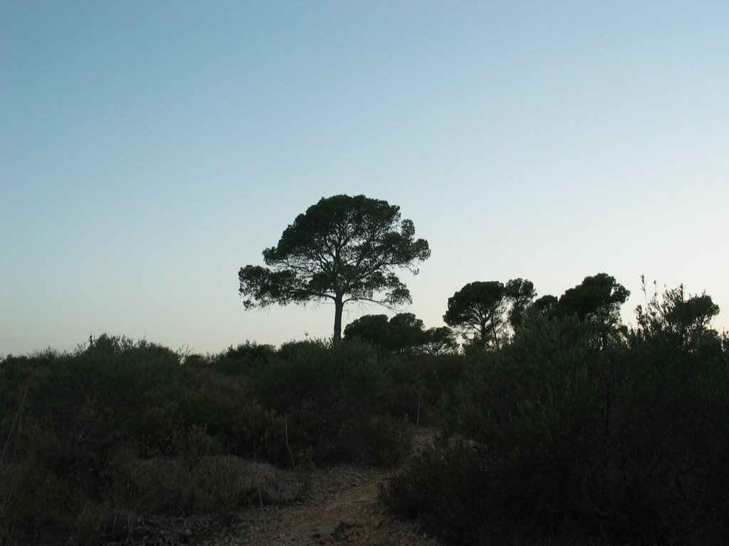 Mallorca 2008, Peguera by Peter Hecker