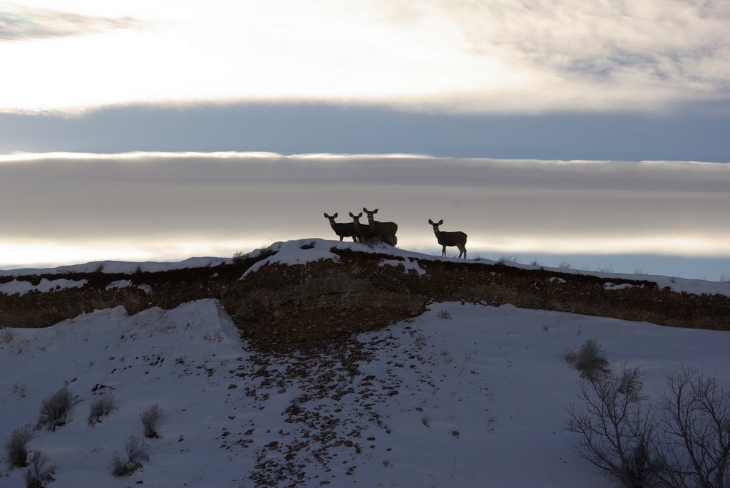 Deer near Hardware Ranch by Brent Muno