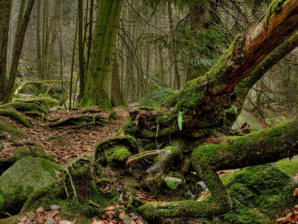 Fairy Tales - Märchenwald by © alfredschaffer