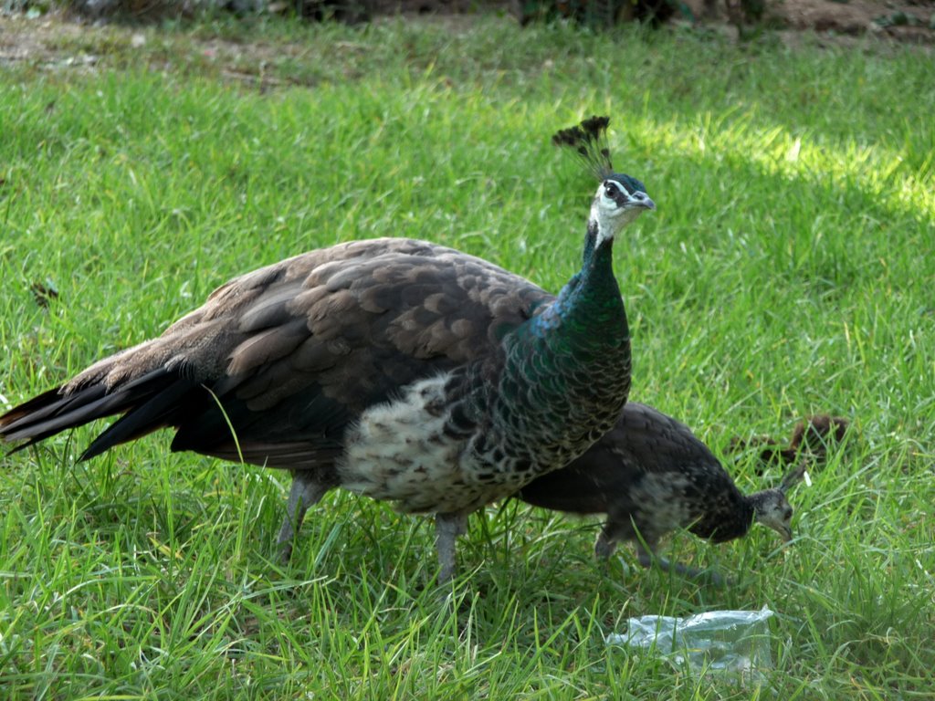 Zoo de Tunis - un couple de paons - 18/10/2008 by I TAB