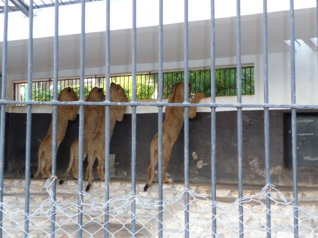 Drôle de félins - Zoo de Tunis - 18/10/2008 by I TAB