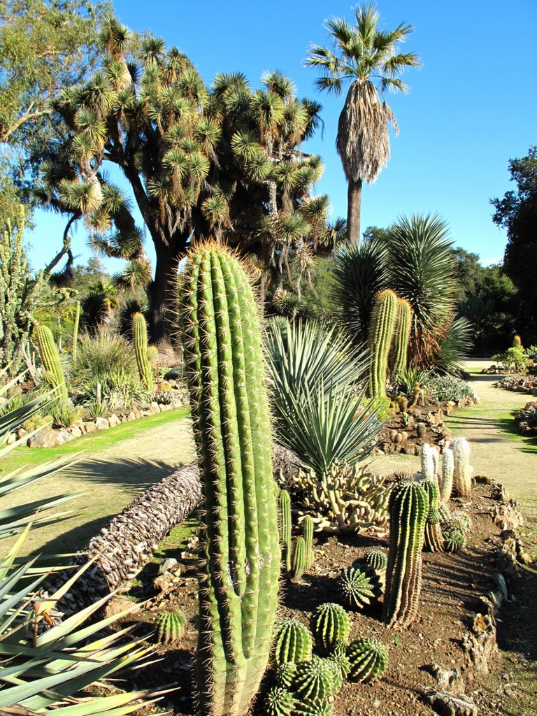 Stanford University - Arizona Cactus Garden, California by davidcmc58