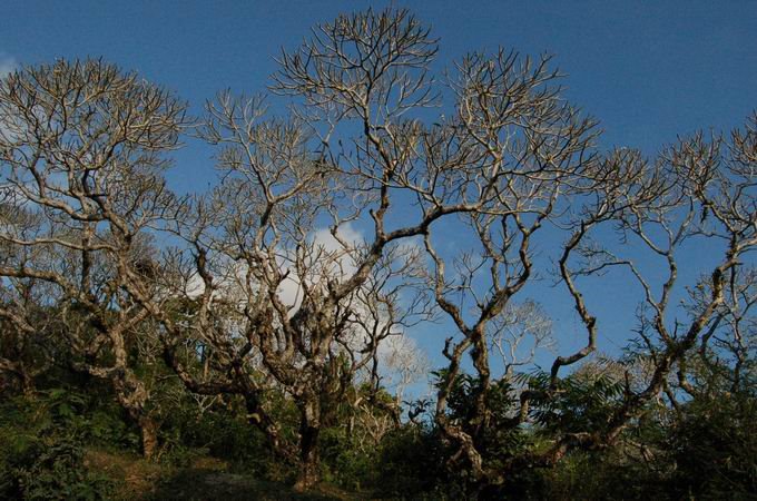 Lembuak, Narmada, West Lombok Regency, West Nusa Tenggara, Indonesia by cinchai