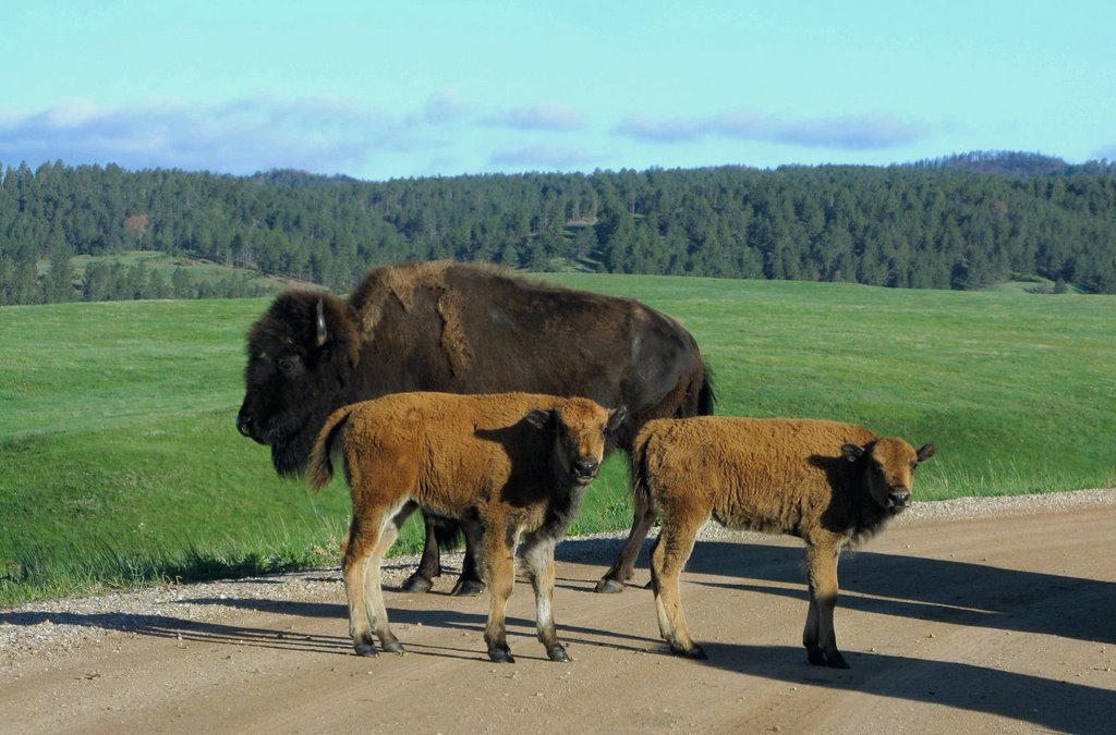 East Custer, SD, USA by Thom Buys