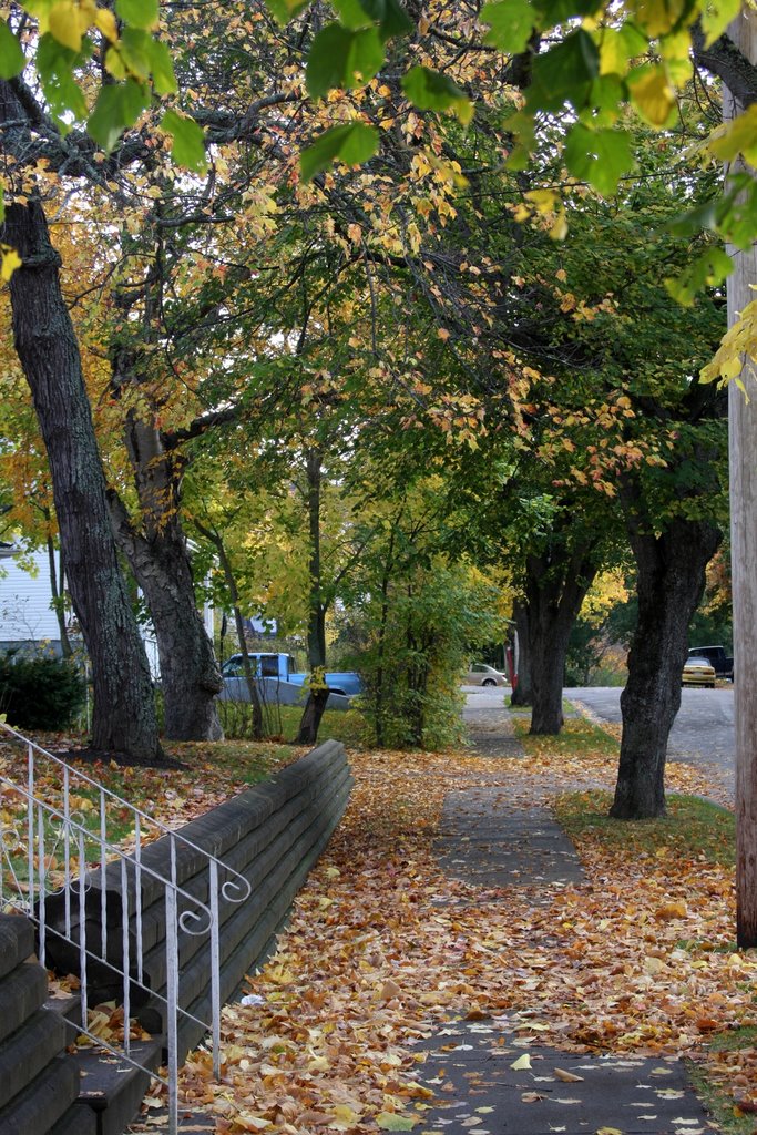 Fall Colours, Cromarty St., Sydney, NS by Ken Heaton