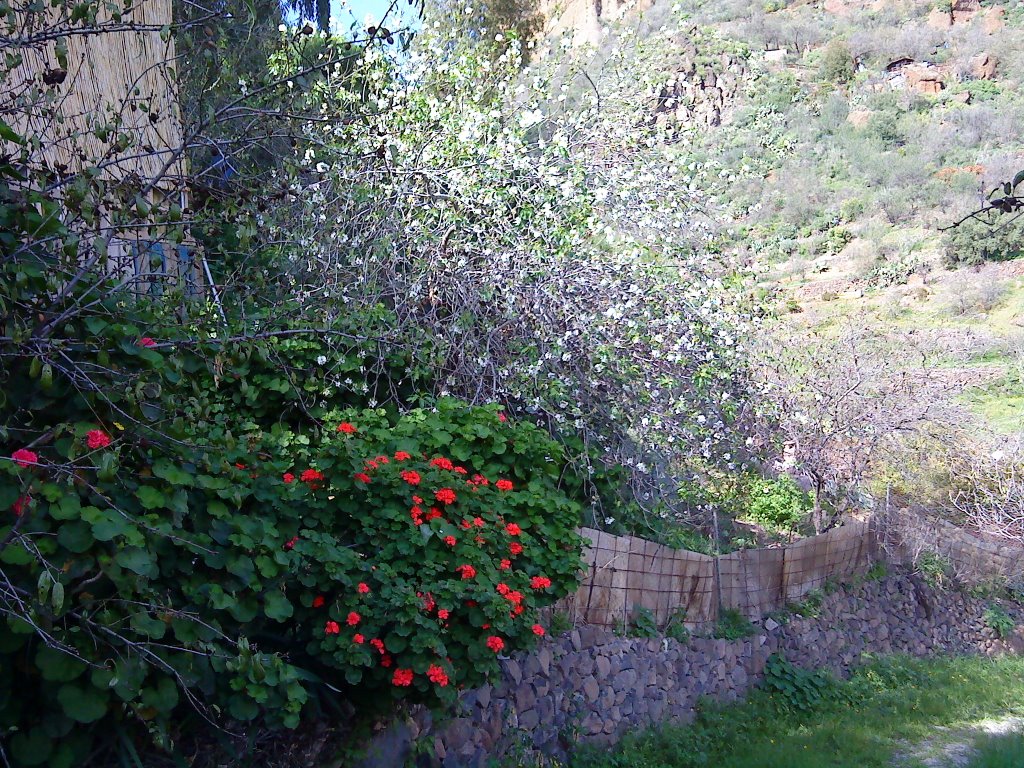 Tagoror road - Almond Tree by eodman