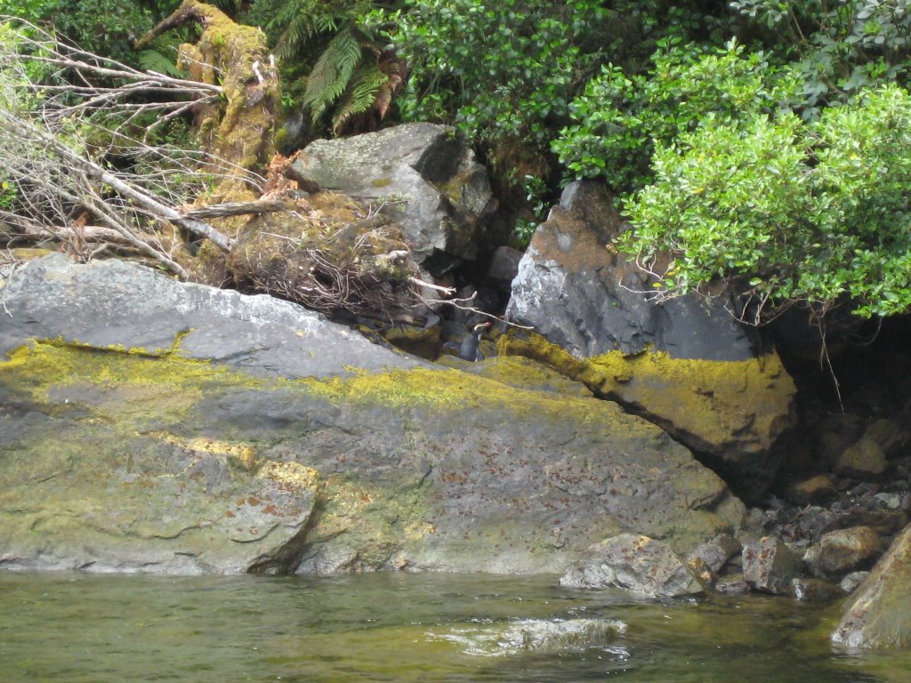 Fjordland penguin in Milford Sound by Phil-NZ