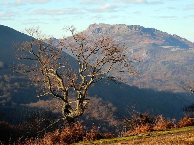 Árbol y Larrun by Alfonso Martinez