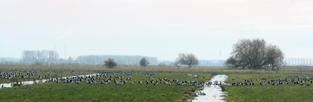 Nonnengänse auf einer Hetlinger Zwischendeichwiese by Juliane Herrmann