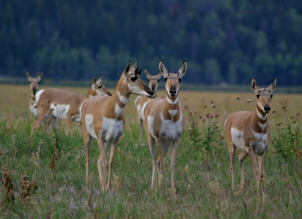 Pronghorn Females in Grand Teton NP by Libbylou