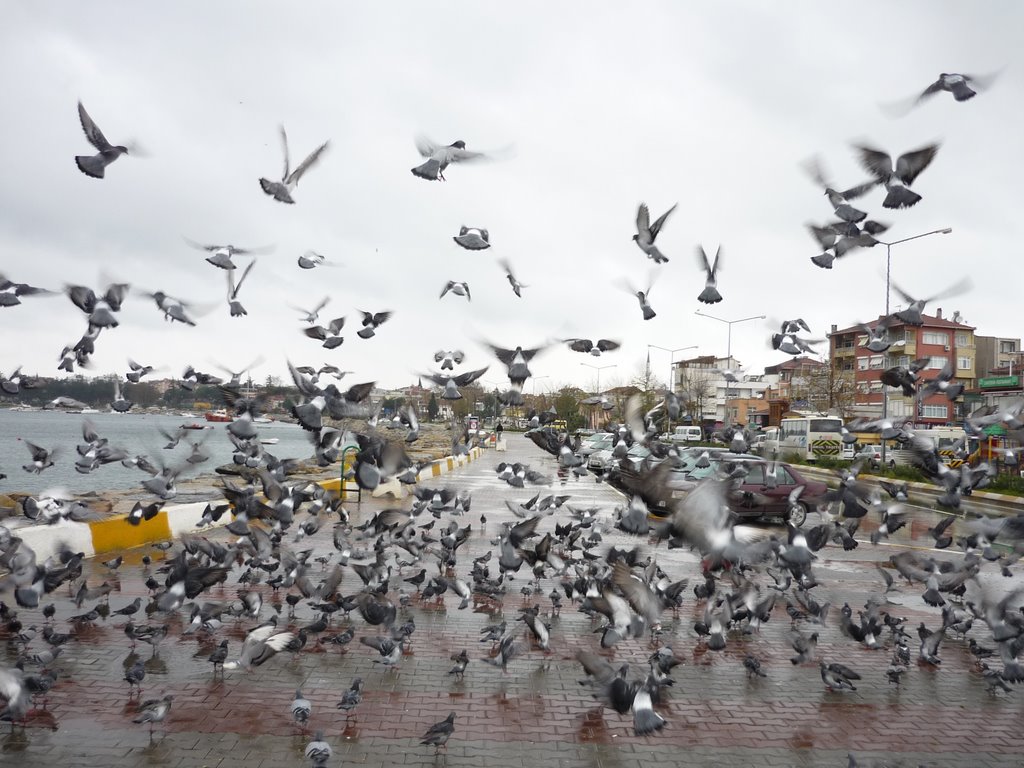 Tuzla sahilinde yağmurlu bir sonbahar.. by Hikmet arda