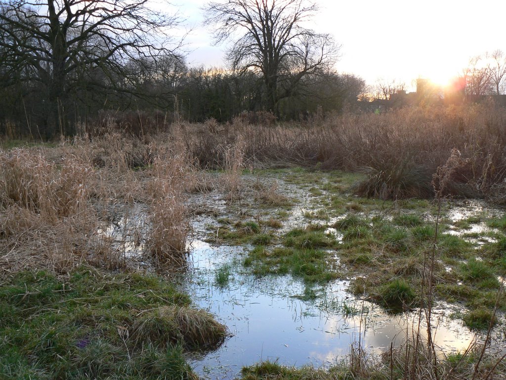 Mordon wetlands by she 51