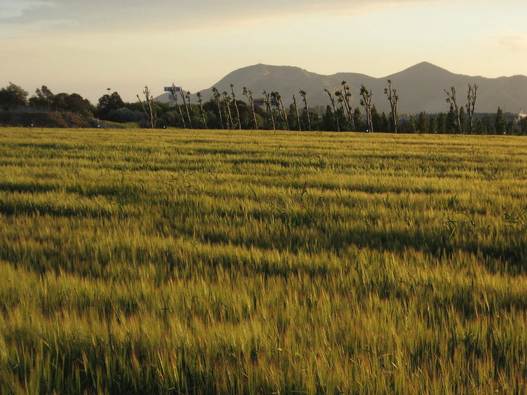 Trigo en el Camino del Huaso, Cerrillos by lgalvezp