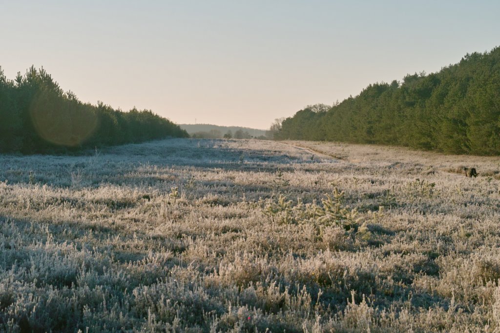 Heide auf ehemaligem Grenzstreifen by audianer